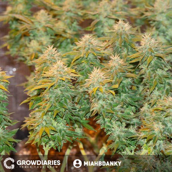 White Widow Feminized Seeds - Image 10
