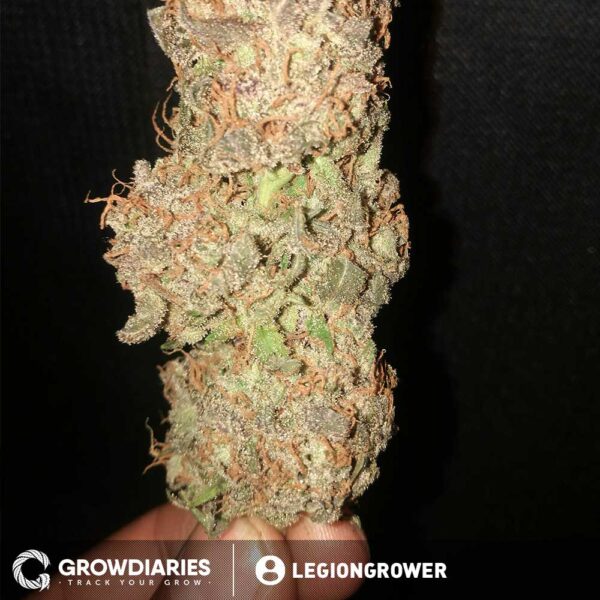 White Widow Feminized Seeds - Image 5