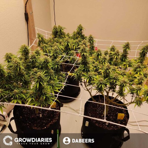 White Widow Feminized Seeds - Image 9