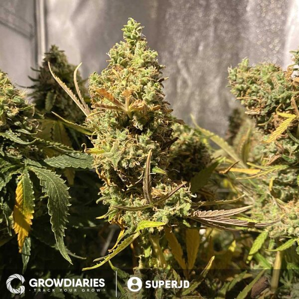 White Widow Feminized Seeds - Image 8