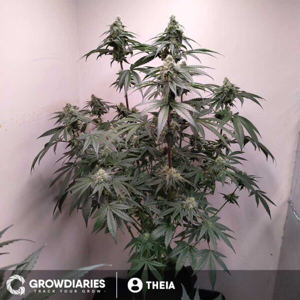 White Widow Feminized Seeds - Image 7