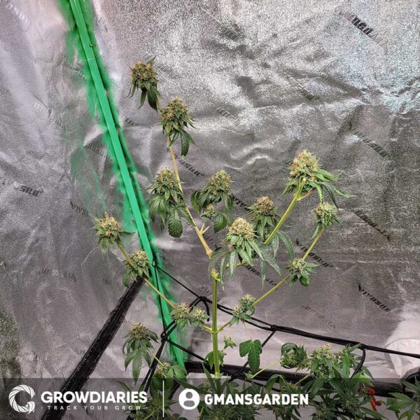 White Widow Feminized Seeds - Image 6