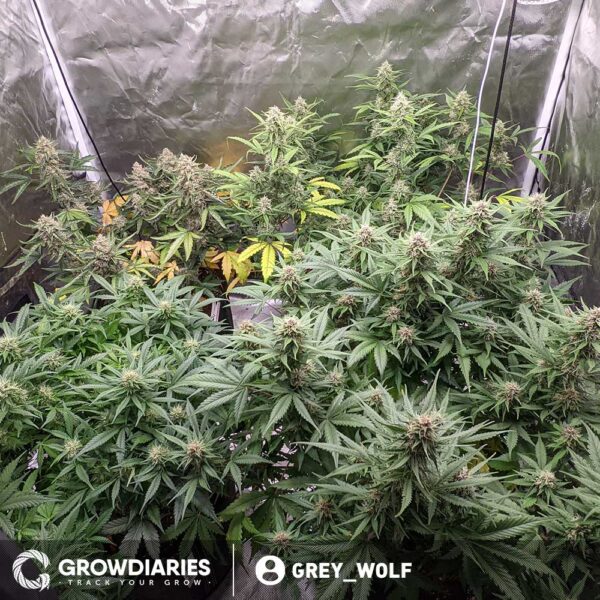 White Widow Feminized Seeds - Image 4