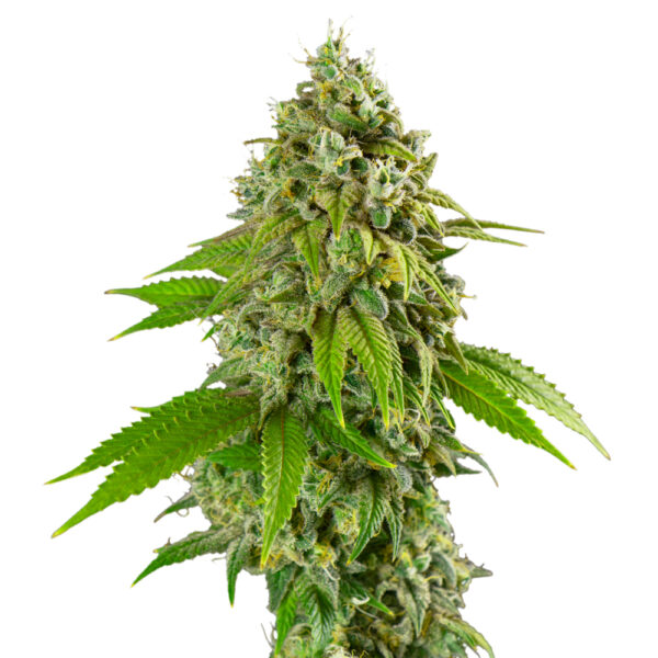 Apple Fritter Feminized Seeds - Image 2
