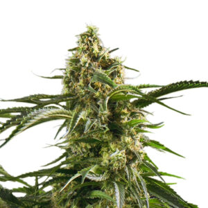 Bob Marley Regular Seeds