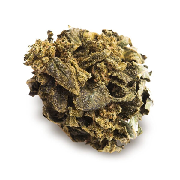 Jack O'Lantern Feminized Seeds - Image 2