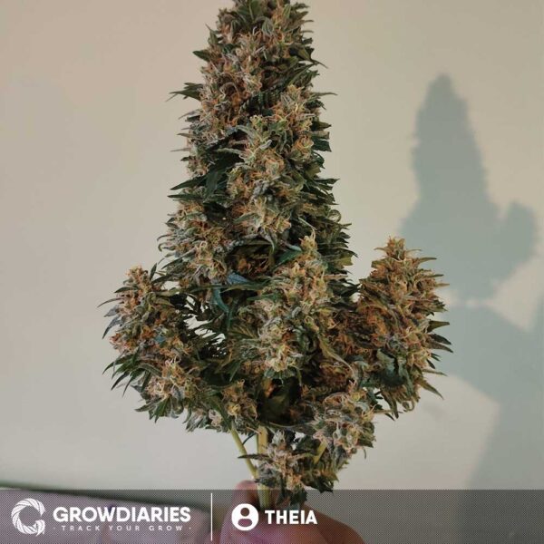 Pineapple Express Feminized Seeds - Image 7