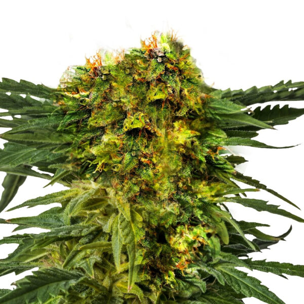 Wedding Cake Feminized Seeds - Image 2