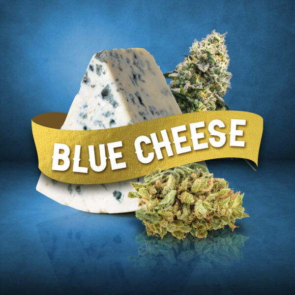Blue Cheese Feminized Seeds - Image 3