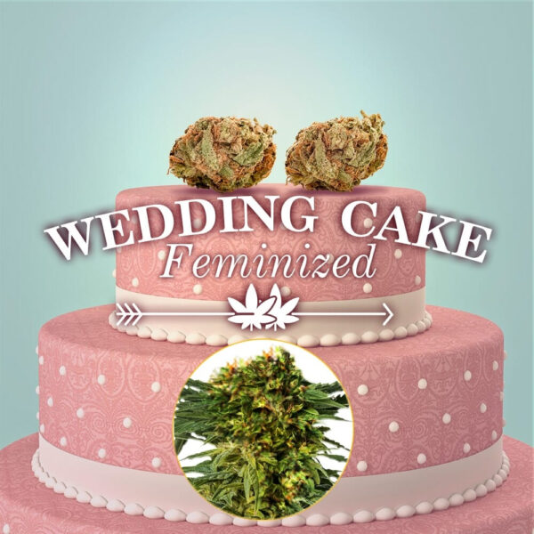Wedding Cake Feminized Seeds - Image 3
