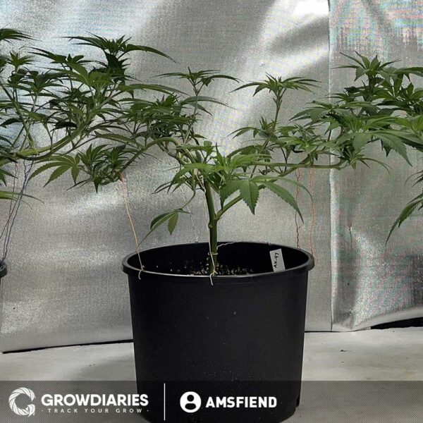 AK 47 XTRM ® Feminized Seeds - Image 3