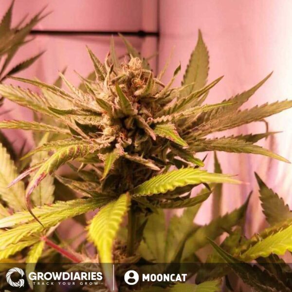 Pineapple Express Feminized Seeds - Image 6
