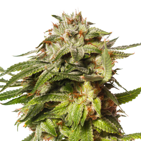 Blue Cookies Feminized Seeds - Image 2