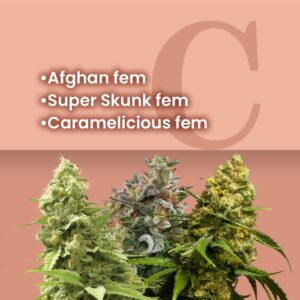 Easy Growing Feminized Combo