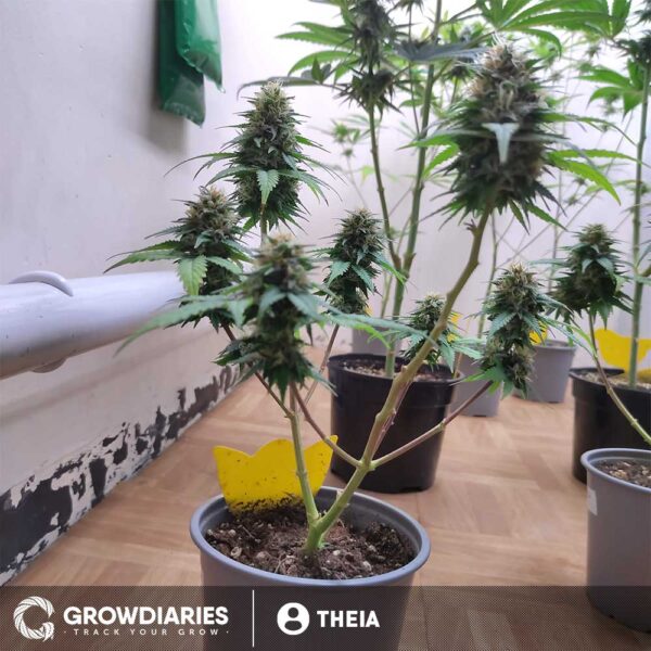 Pineapple Express Feminized Seeds - Image 9
