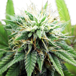 AK 47 XTRM ® Feminized Seeds