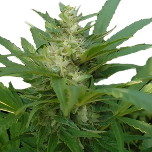Master Kush Regular Seeds - Image 3