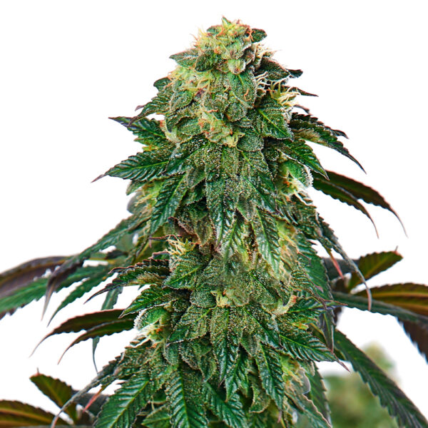 Gushers Feminized Seeds - Image 2