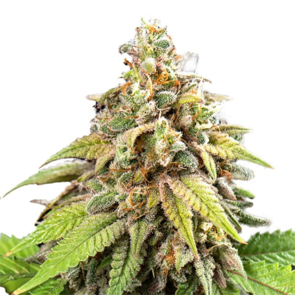 420 Carat Feminized Seeds - Image 2