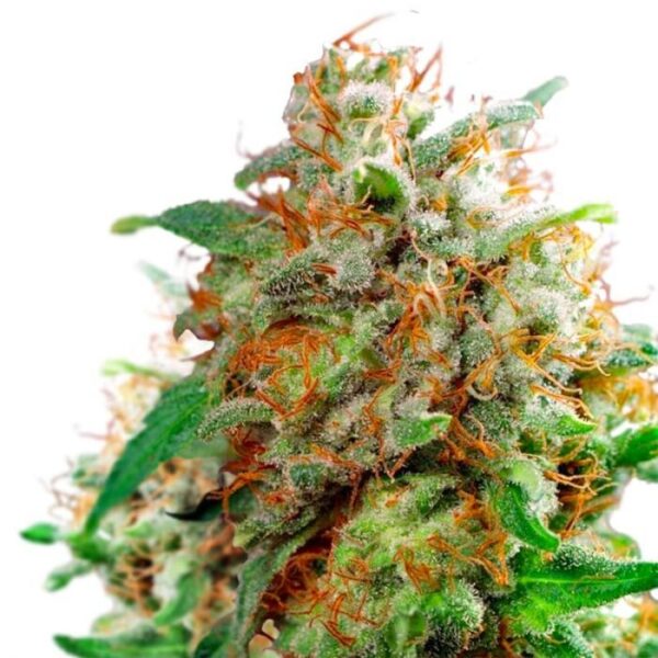 Waikiki Queen Feminized Seeds - Image 2