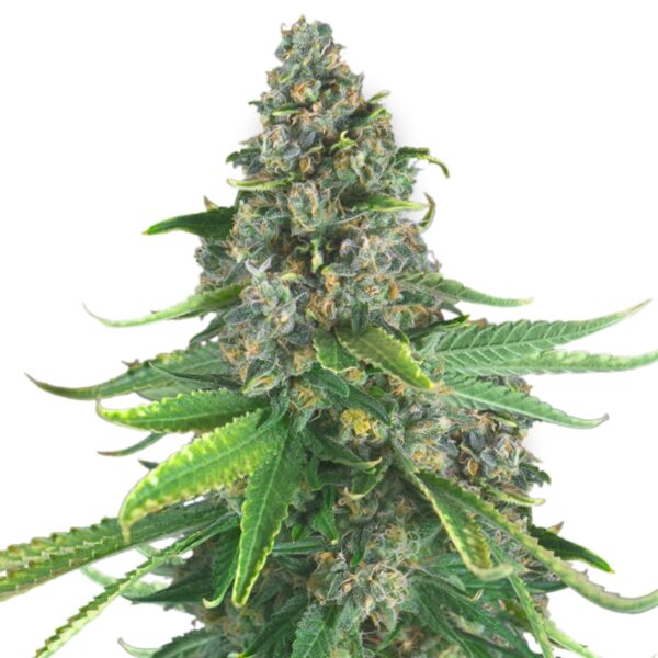 OG Mass Feminized Seeds - Image 2