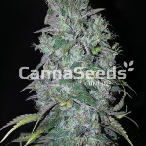 Big Bud Seeds Image