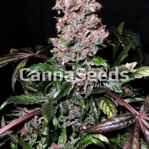 Blue Berry Seeds Image