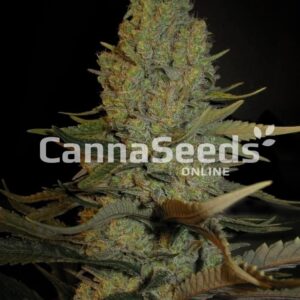 Critical Seeds Image