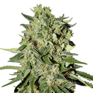 White Widow Regular Seeds