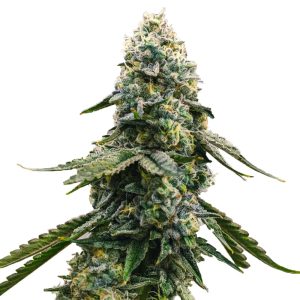 Blue Cheese Feminized Marijuana Seeds