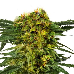 Buy Wedding Cake strain seeds - Elevate The Experience | AMS