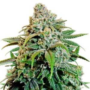 Happy Haze Feminized Seeds - Strong Euphoric Effects | AMS