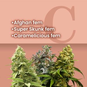 Easy Growing Feminized Combo
