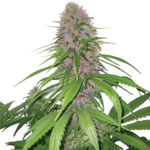 Purple Power XTRM Autoflower Seeds - The Purple Energy