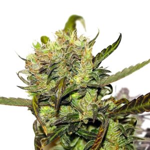 Durban Poison Feminized Seeds