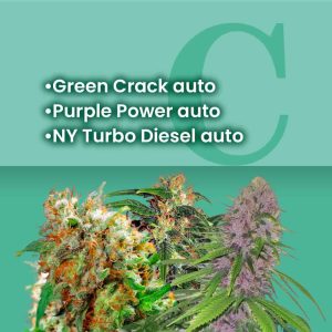 Sativa Autoflower Combo