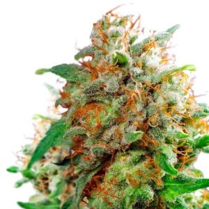 Waikiki Queen Feminized Seeds - Smile All Day | AMS